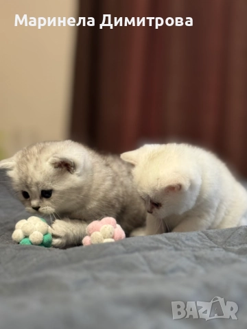 Малки сладки пухкави сребърни британчета., снимка 3 - Британска късокосместа - 52896705