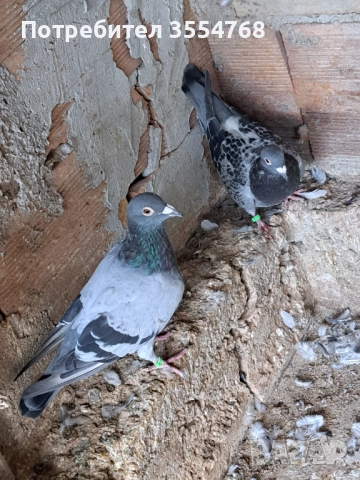 Продавам спортни гълъби , снимка 2 - Гълъби - 51801797