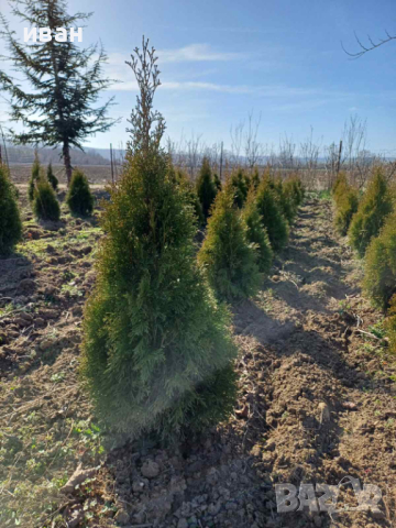 Западна туя Пролетна промоция, снимка 3 - Градински цветя и растения - 34454289