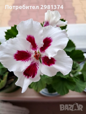 Кралски мушката, снимка 2 - Стайни растения - 54292443