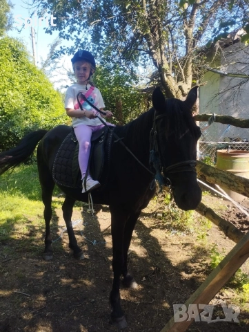 Ездитна кобила Марта, снимка 11 - Коне - 51464803