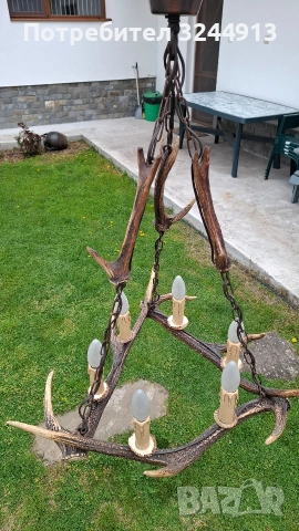 Красив полилей от еленски рога , снимка 3 - Полилеи - 54169100