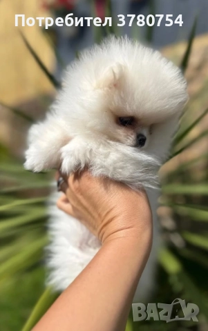 Померан мини/померан, снимка 2 - Померан - 41497748