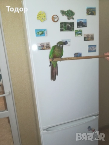 пирура молина