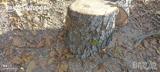 Орехов материал , снимка 15 - Дърводелски услуги - 52122704