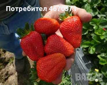 Продавам разсад корени целогодишни ягоди сорт Сан Андреас, снимка 2 - Разсади - 52673241