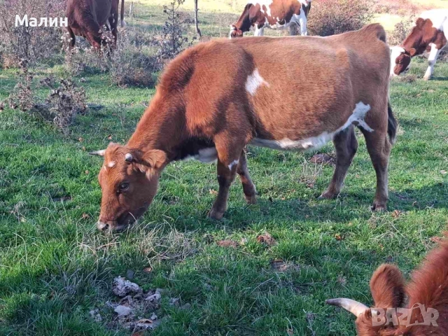 Телета (крави), снимка 10 - Крави - 52690607
