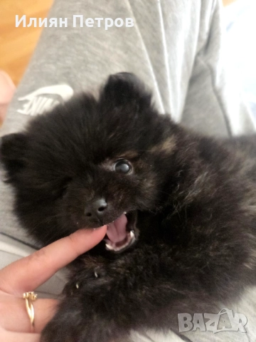 Пумеран/мини шпиц, снимка 1