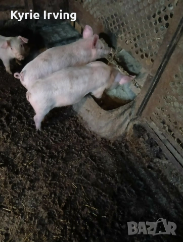 Продавам 3 броя прасенца от 15 до 20кг цена на бройка 100 евро 