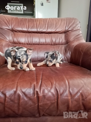 Продават се, снимка 2 - Чихуахуа - 52962547