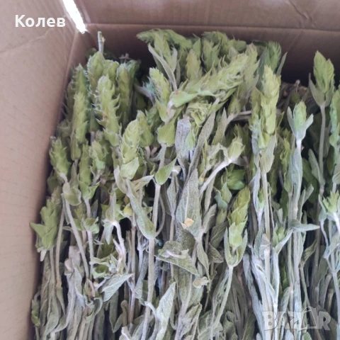 Мурсалски чай-стрък реколта 2025 г.