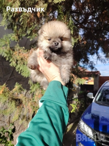 Мини-шпиц померан бебета, снимка 3 - Немски шпиц - 52583622