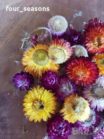 сухи цветя - Безмъртниче - Хелихризум, снимка 2 - Изкуствени цветя - 44213602