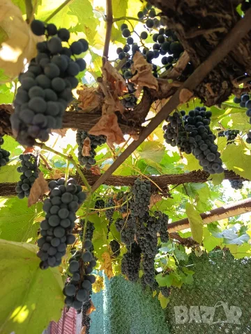 Продавам домашно грозде липованка (добруджанка)за вино и ракия