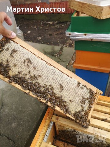 Пчелен мед от Еленския балкан 2023, снимка 5 - Пчелни продукти - 30567850
