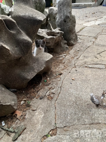 Подарявам малки котета, снимка 8 - Други - 51962311