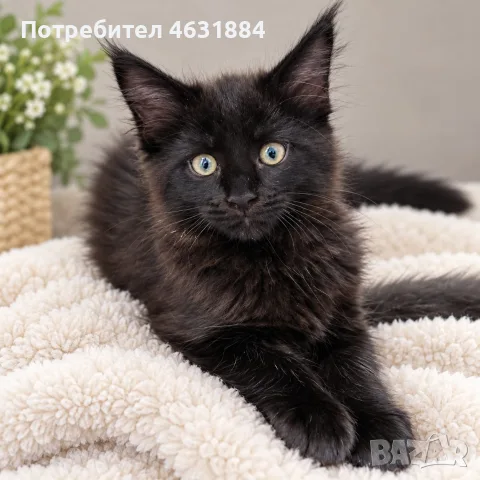 Коте от породата Мейн Кун