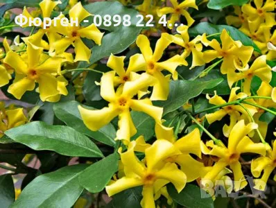Жасмин вечно зелен Ароматен Налични 4 вида , снимка 3 - Разсади - 44925163