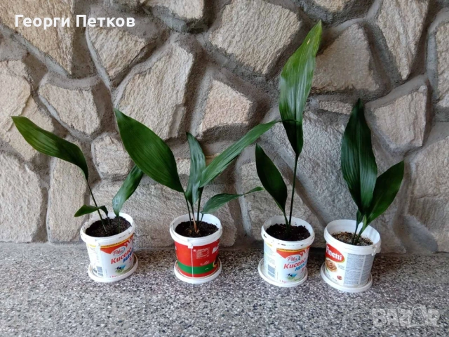 Семейно щастие(Аспидистра), в кофичка - 7 €/бр., снимка 2 - Стайни растения - 51234508