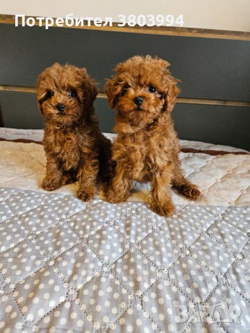 Тйи къп / Той пудел чистокръвни момиченца