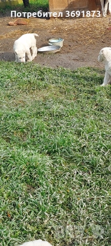 алабайчета чистокръвни, снимка 15 - Алабай - 54087010