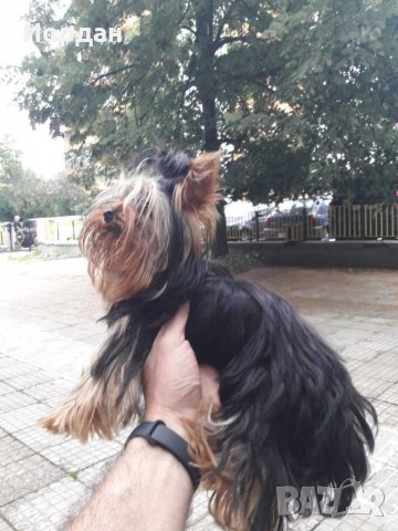 йорки / йоркита * Оферта* , снимка 17 - Йоркширски териер - 21710481