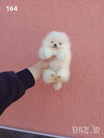 Миниатюрно момиче. Чисто бял мини Померан. Реални снимки !!! , снимка 5 - Померан - 53888642