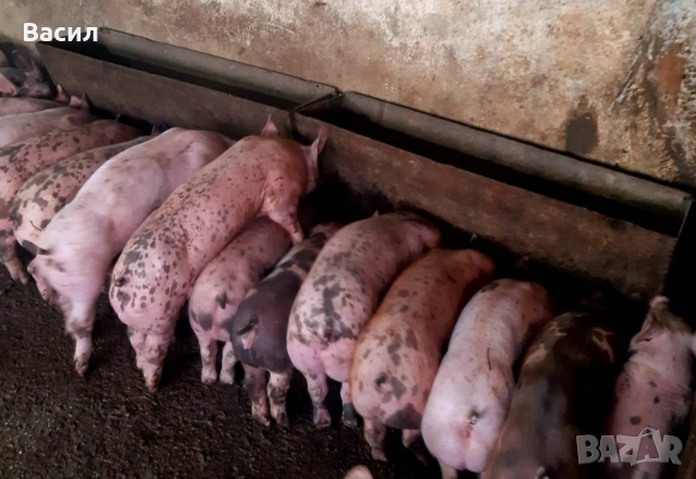 Продавам прасета , снимка 2 - Прасета - 51336961