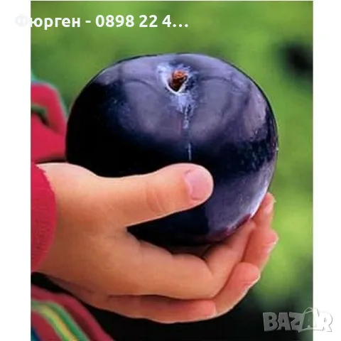 Слива - Черен диамант (Блек Даймънд)