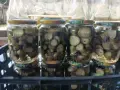 Домашни стерилизирани краставички , снимка 4