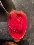Смокиня индийска, Кактус опунция, Opuntia ficus-indica Etna, екзотични,овощни, снимка 16