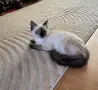 женска на 4 месеца търси своето любящо семейство, снимка 1