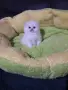 КОТЕНЦЕ УНИКАТ.МОМЧЕНЦЕ, снимка 6