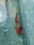 Комети и воални комети, снимка 8