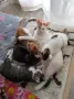 Подарявам малки котенца, снимка 6