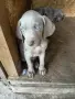 Кученца ваймаранер, снимка 1