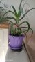 Лечебно Алое (Дървовидно Aloe Arborescens) над 3г., снимка 7