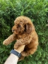 Мини Пудели Момчета и Момичета / Mini Poodle Boys and Girls, снимка 7
