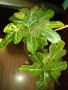 Планински кротон -1метър/15годишен/няколко разклонения , снимка 7