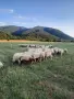 Продавам стадо офце, снимка 3