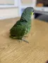 Ръчно хранена Венецуелска Амазна.., снимка 9