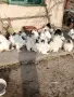 яйца от колумбийска брама , снимка 4