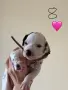 Кученце далматинец, снимка 9
