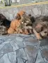 чистокръвни кралски пекинези, снимка 2