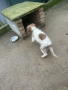Продавам Кучета , снимка 8
