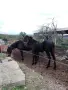 конче мъжко 75% фризиец , снимка 6
