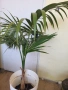 растение палма , снимка 2