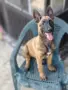 Belgium malinois pups, снимка 1
