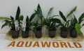 "ПРОМОЦИЯ" Anubias barteri var. glabra /Анубиас/, снимка 2