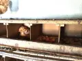 Кокошки носачки Ломан Браун, снимка 3
